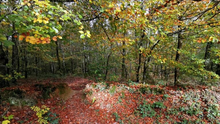 👉 Bien vieillir grâce au numérique : le guide complet et inspirant 2025